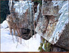 Panthera 0256 Robert Bateman Silent Witness