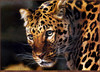 Panthera 0257 Carl Brenders East of the Sun