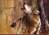 Panthera 0262 Christoper B. Walden In Tune with Nature