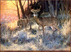 Panthera 0263 H. C. Herling Daybreak