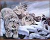 Panthera 0264 Daniel Renn Pierce Softness of a Stare