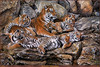 Panthera 0287 Alan M. Hunt Restful Interlude