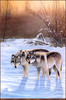 Panthera 0289 Tom Moen  Winter Silence