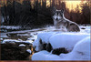 Panthera 0290 Ron S. Parker Evening Solitude