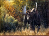 Panthera 0292 Carl Brenders Sudden Encounter
