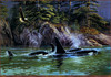 Panthera 0298 Persis Clayton Weirs Sharing Space