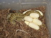 Florida kingsnake laying eggs