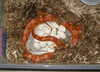 hypo/het lavender cornsnake laying eggs
