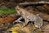 Horned frog (Mondulkiri)