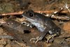 An Amphibian (Mondulkiri)