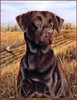 Panthera 0313 Michael Steddum Chocolate Lab Brandy