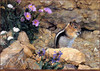Panthera 0317 Carl Brenders Trail Mix