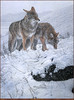 Panthera 0322 Ron S. Parker Winter Storm
