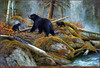 Panthera 0325 Hayden Lambson A Hidden World