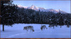 Panthera 0332 Ron S. Parker Evening Glow