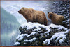 Panthera 0334 Guy Crittenden Land of the Grizzly