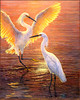 Panthera 0337 John Seerey-Lester Evening Duet