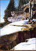 Panthera 0348 Ron Van Gilder On the Lookout