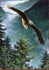 Panthera 0355 John Pitcher Morning Flight