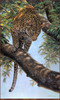 Panthera 0356 Guy Coheleach Beware Below