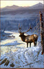 Panthera 0360 Persis Clayton Weirs River of Gold Elk