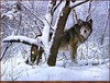 Panthera 0366 Bob Travers Return of the Hunter