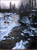 Panthera 0368 Ron S. Parker Winter Creek and Whitetails