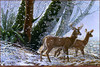 Panthera 0373 John Pitcher Forest Edge