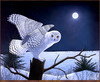 Panthera 0378 Robert E. Hinton Moonlight Sentry