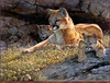 Panthera 0380 Guy Coheleach Young Mother