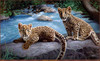 Panthera 0387 Charles Frace Messengers of Hope