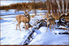 Panthera 0393 Ron Van Gilder Days End