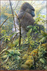 Panthera 0396 John Seerey-Lester High and Mighty