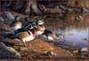 Panthera 0421 James Hautman Quiet Pool
