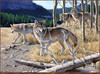 Panthera 0424 Al Agnew Hungry