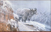 Panthera 0427 Ron S. Parker Winters Fury