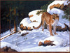Panthera 0454 Darrell Davis Shadow Stalker