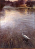 Panthera 0456 Matthew Hillier River of Grass