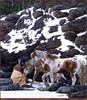 Panthera 0461 Judy Larson One With