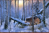 Panthera 0463 Derk Hansen The Loner