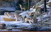 Panthera 0469 Scott Zoellick Cry Wolf