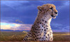 Panthera 0482 Daniel Smith African Tempest
