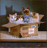Panthera 0484 Braldt Bralds Six Pack