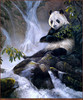 Panthera 0492 Laura Mark-Finberg Crescendo