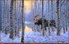Panthera 0495 Derk Hansen On the Move