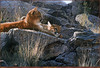 Panthera 0498 Terry Isaac Afternoon Light