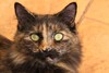 Tabby the tortoiseshell cat