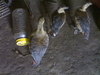 i love bird