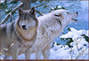 Panthera 0370 Rod Lawrence Breath of Winter