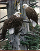 Panthera 0506 Rod Frederick The Nesting Call